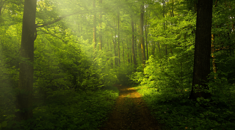 Erde / Unter der Erde Erde / Unter der Erde