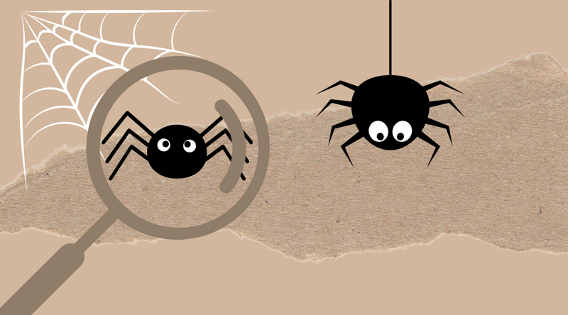 Pfui, Spinne? Eine Spinne!! Wie eklig?